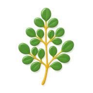 Moringa Oleifera Leaf Extract — Incasol botanical active